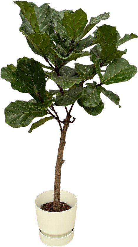 Ficus Lyrata stam inclusief elho Vibes Fold Round wit - 160 cm - Ø30
