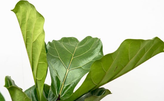 Ficus Lyrata stam inclusief elho Vibes Fold Round wit - 160 cm - Ø30