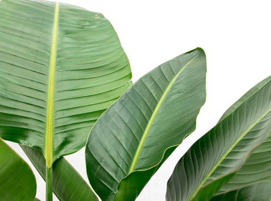 Strelitzia Nicolai inclusief elho Vibes Fold Round wit - 160cm- 180cm - Ø30
