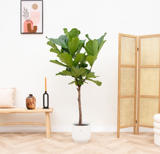 Ficus Lyrata stam inclusief elho Vibes Fold Round wit - 160 cm - Ø30