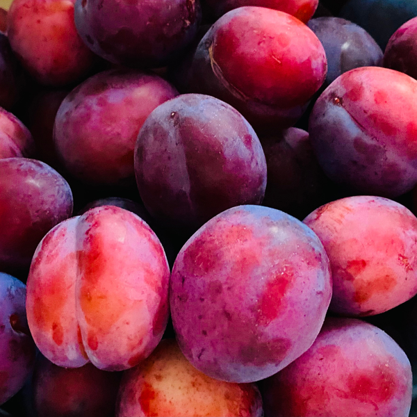 Biologische Appelboom Malus - 1 x Ø 20 cm - ↨ 60 cm