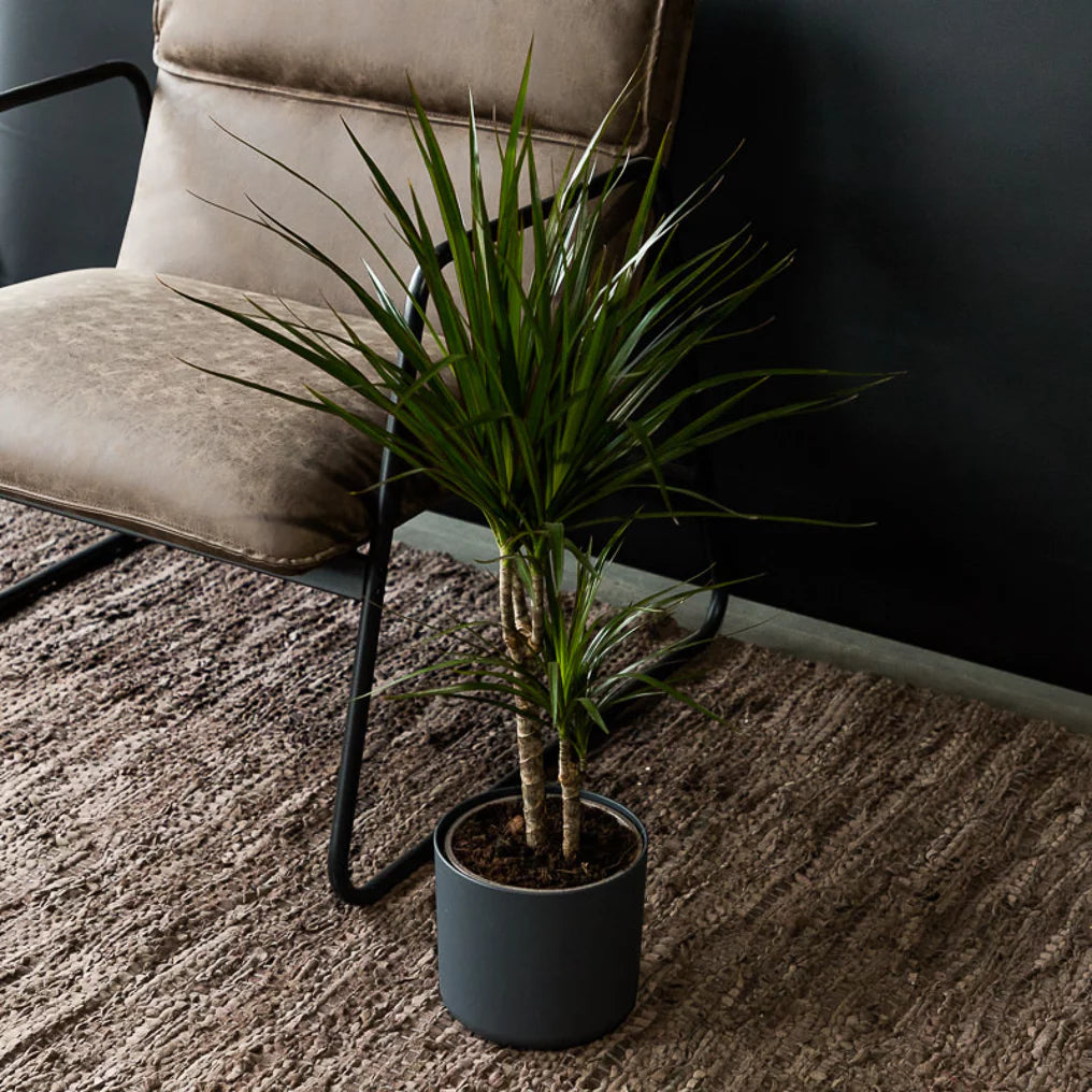 Dracaena Marginata - ↨120cm - Ø21cm inclusief elho Greenville Round groen D24xH23