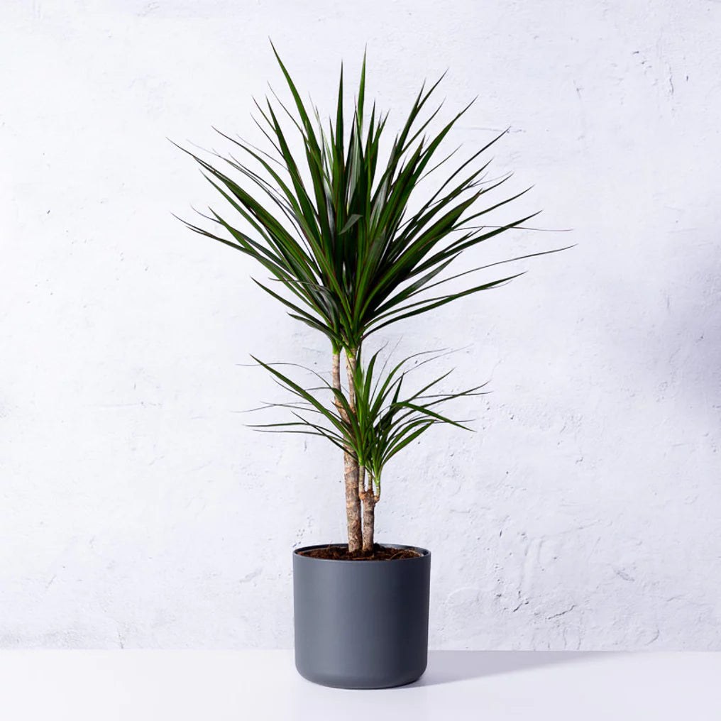 Dracaena Marginata - ↨120cm - Ø21cm inclusief elho Greenville Round groen D24xH23