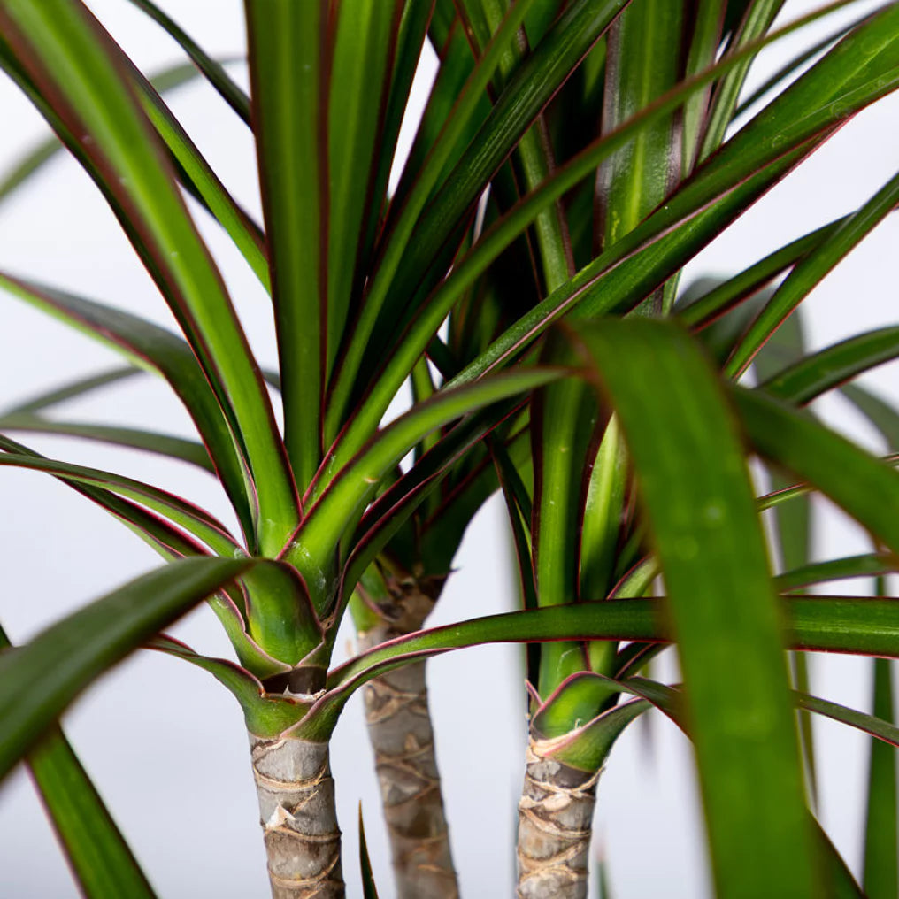 Dracaena Marginata - ↨120cm - Ø21cm inclusief elho Greenville Round groen D24xH23
