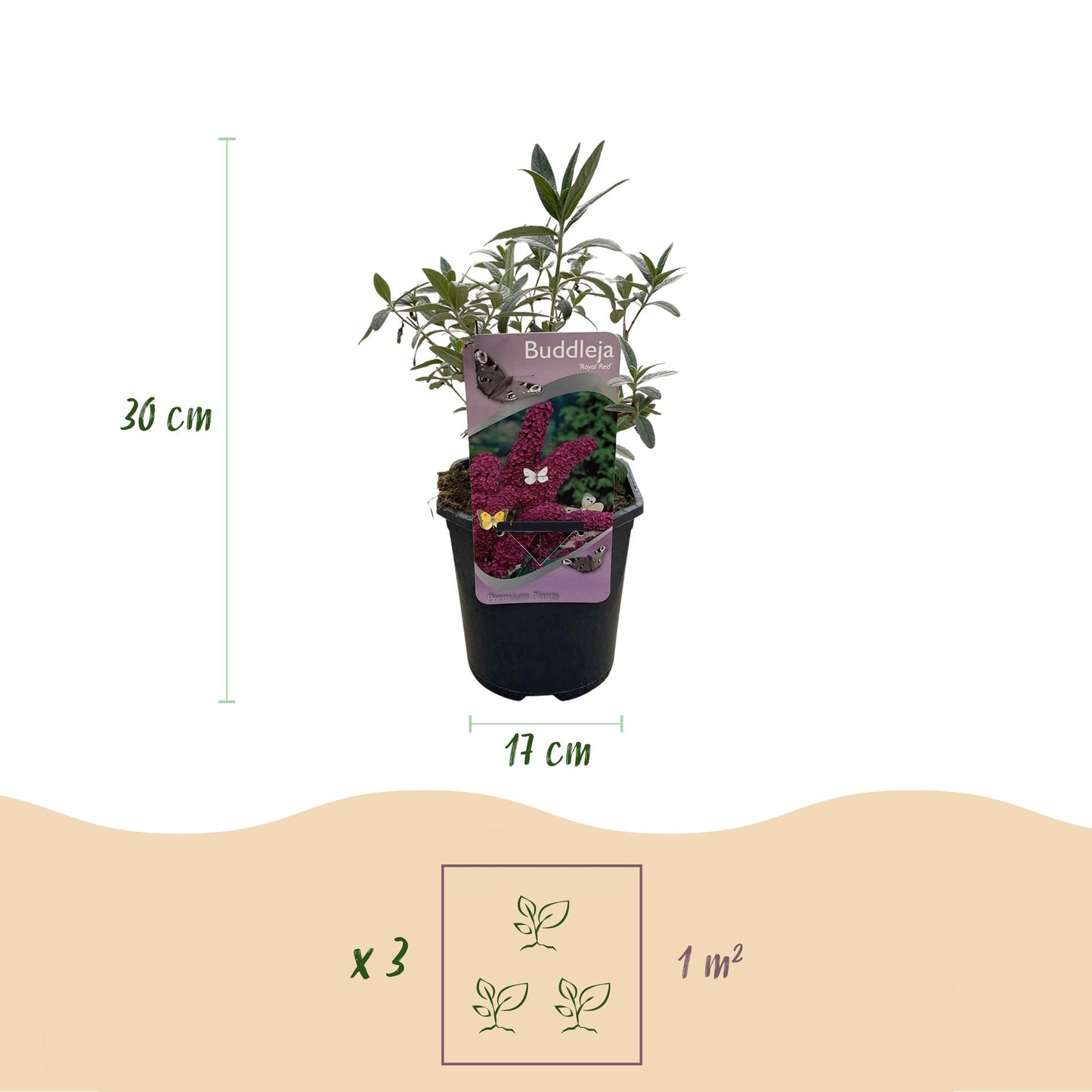 Buddleja davidii ‘Royal Red’ – Vlinderstruik | Ø17 cm | ↕25 cm