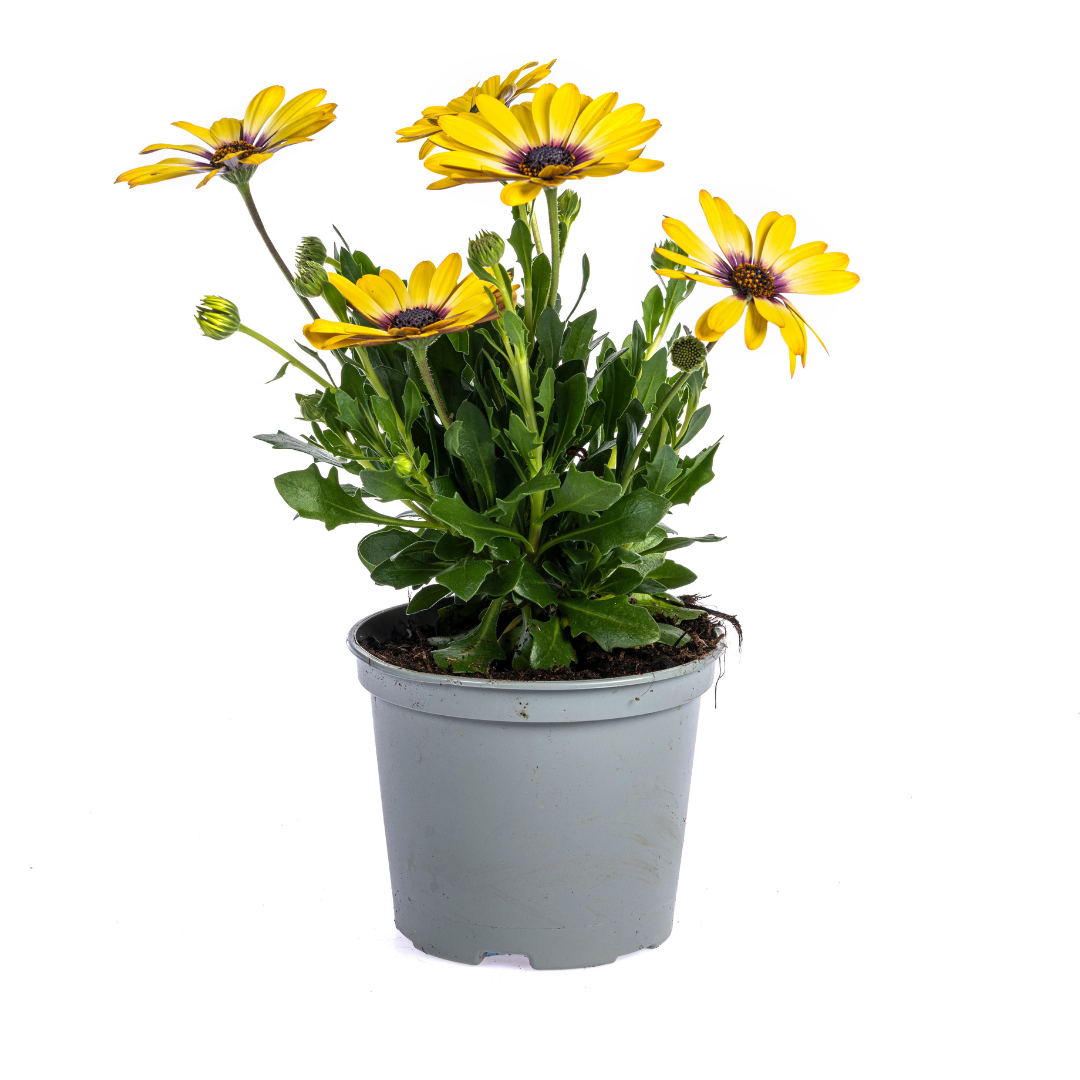 Osteospermum ecklonis ‘Gelb’ – Ø12 cm | ↕20 cm (Set van 8 planten)