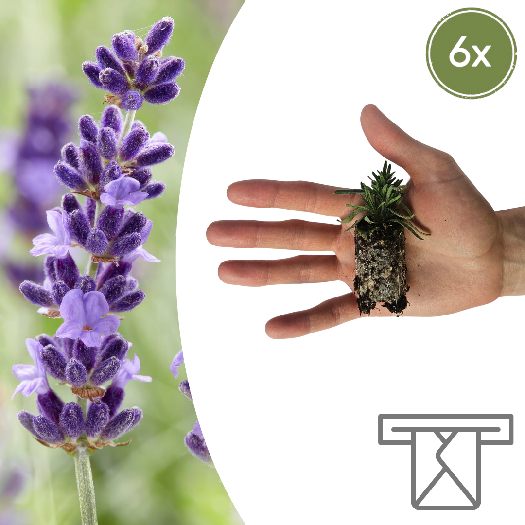 Lavandula 'Hidcote' – 6 Plugplanten | Kweek & Geniet van Prachtige Lavendel