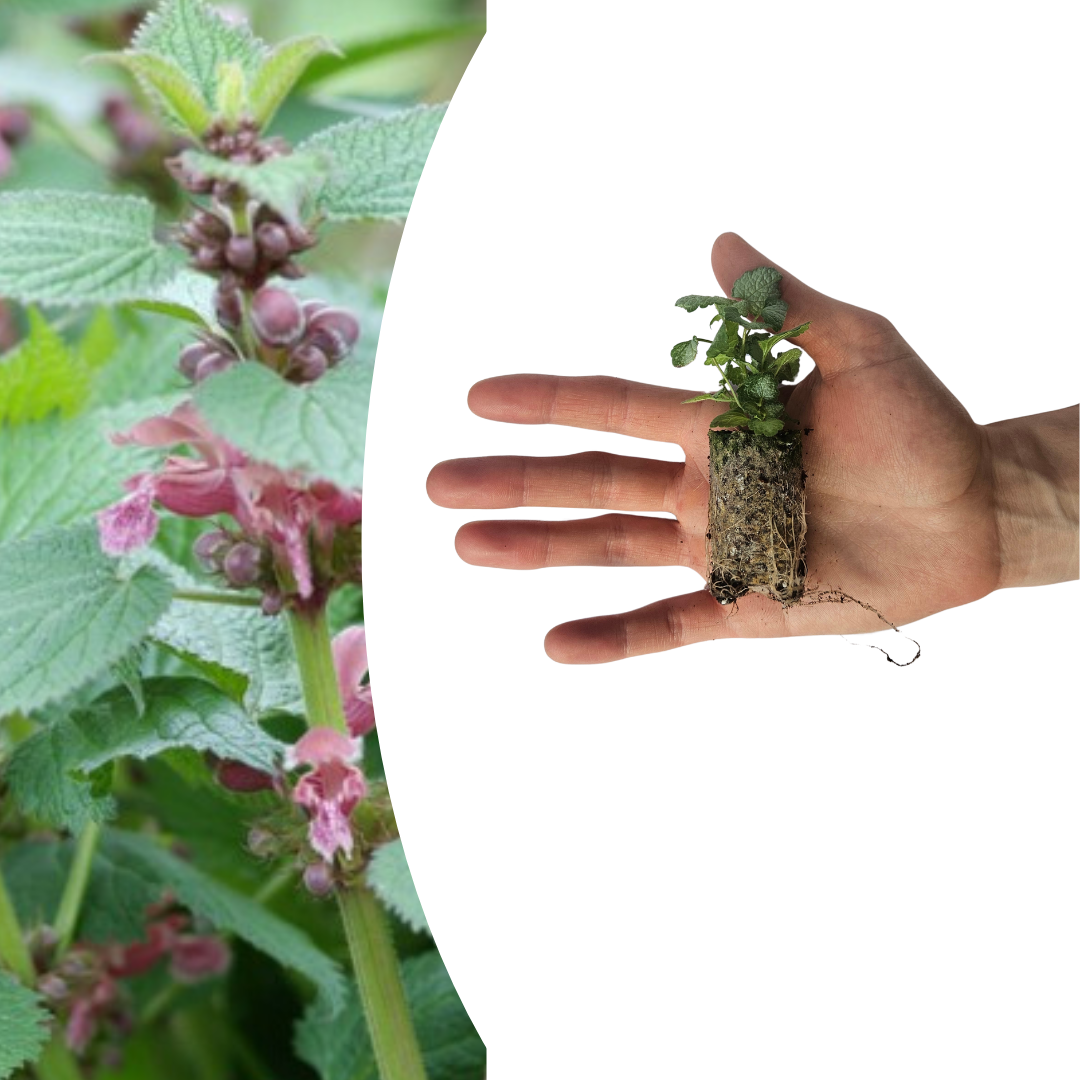 Lamium – 6 Plugplanten | Kweek & Geniet van een Prachtige Bodembedekker