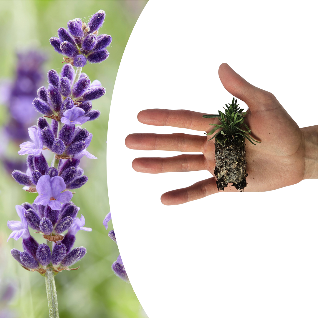 Lavandula 'Hidcote' – 6 Plugplanten | Kweek & Geniet van Prachtige Lavendel