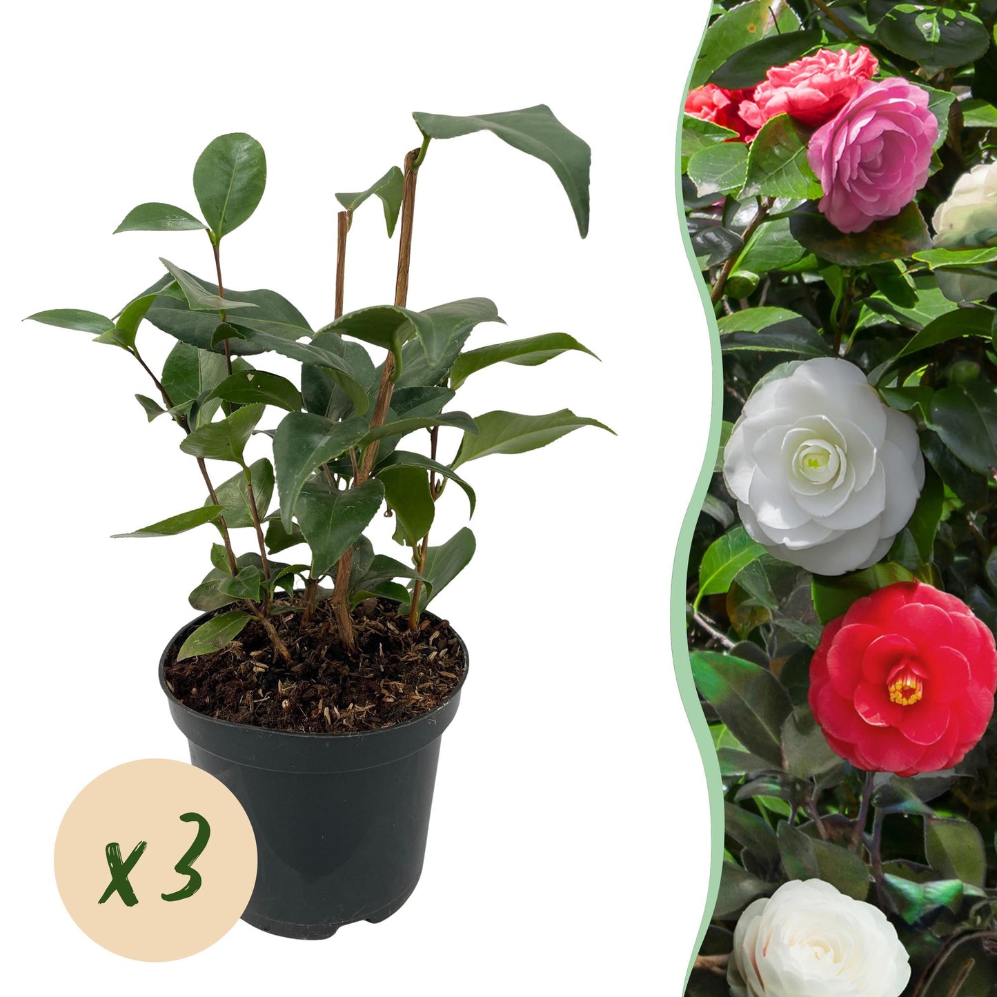 Camelia japonica ‘Tricolour’ – Heesters | Set van 3 planten | Ø15 cm | ↕30 cm | Voor ±1 m² | Groenblijvend