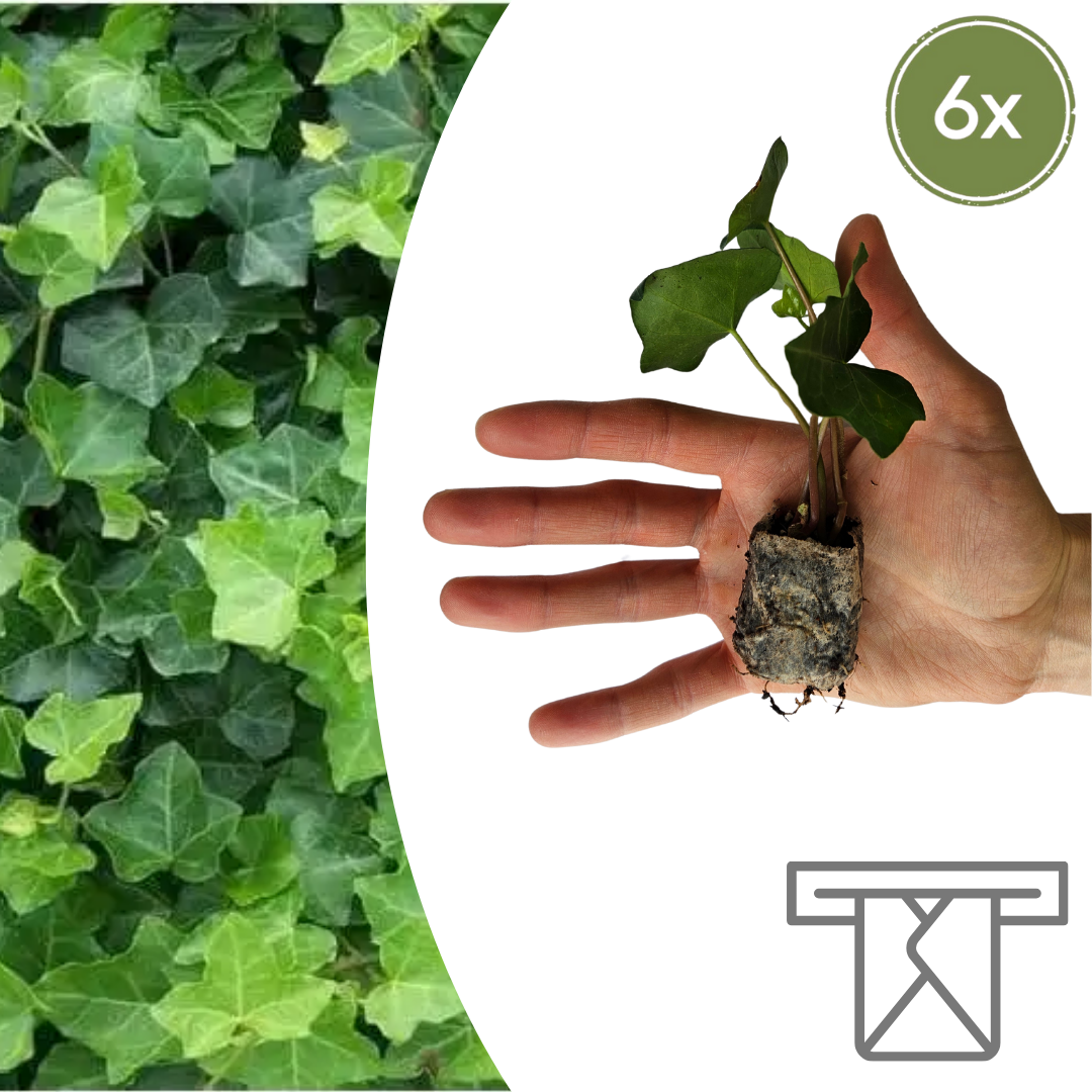 Hedera – 6 Plugplanten | Groeien & Geniet van Groene Bedekking