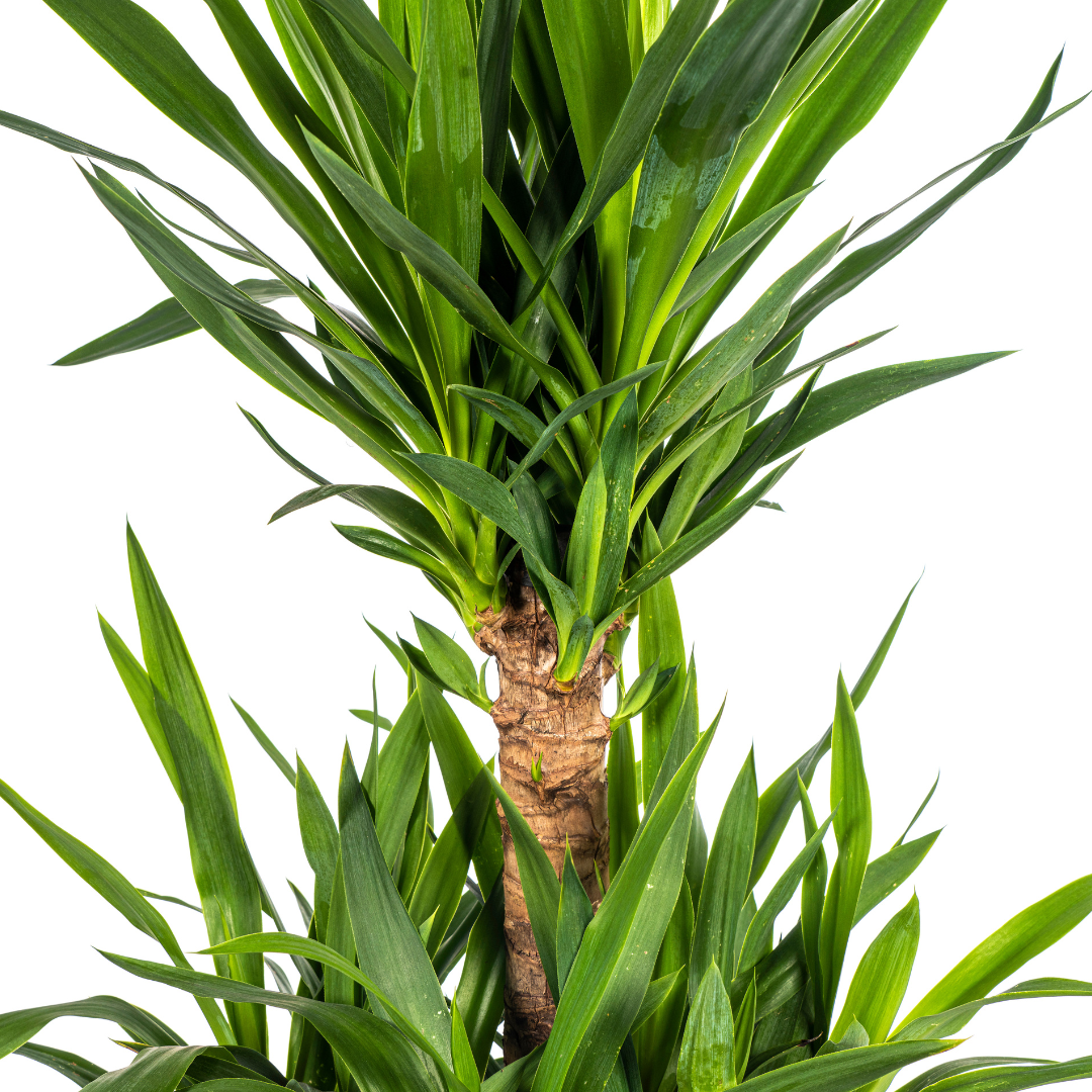 Yucca Elephantipes Γ30cm - β90 - 110cm