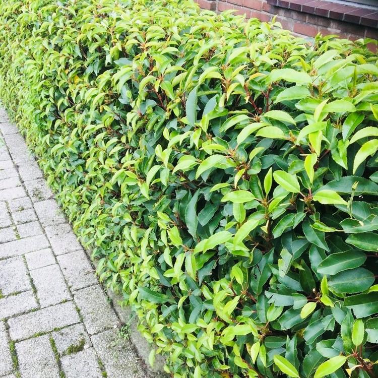 Prunus lusitanica ‘Angustifolia’ – Haagplant | Set van 6 planten | Ø17 cm | ↕50 cm | Voor ±1 meter haag | Groenblijvend