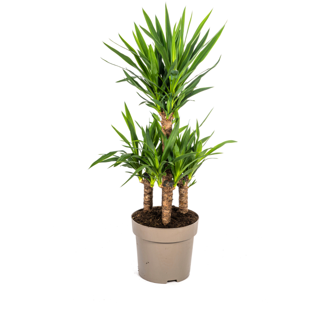 Yucca Elephantipes Γ30cm - β90 - 110cm