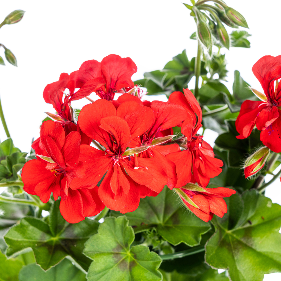 Pelargonium peltatum Rood Ø12 cm - ↕20 cm