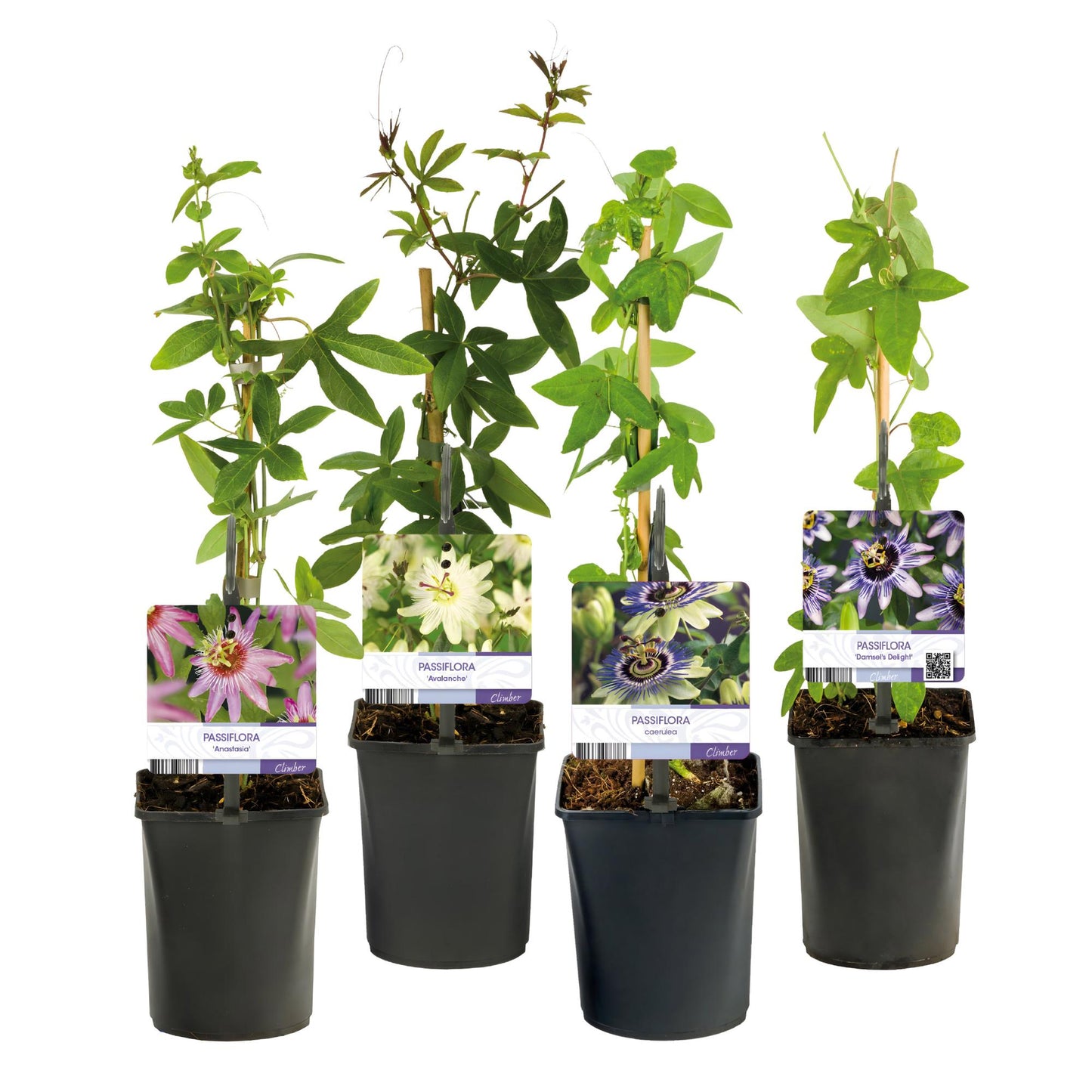 Passiflora ‘Rainbow’ – Passiebloem | Set van 4 planten | Ø11 cm | ↕40 cm