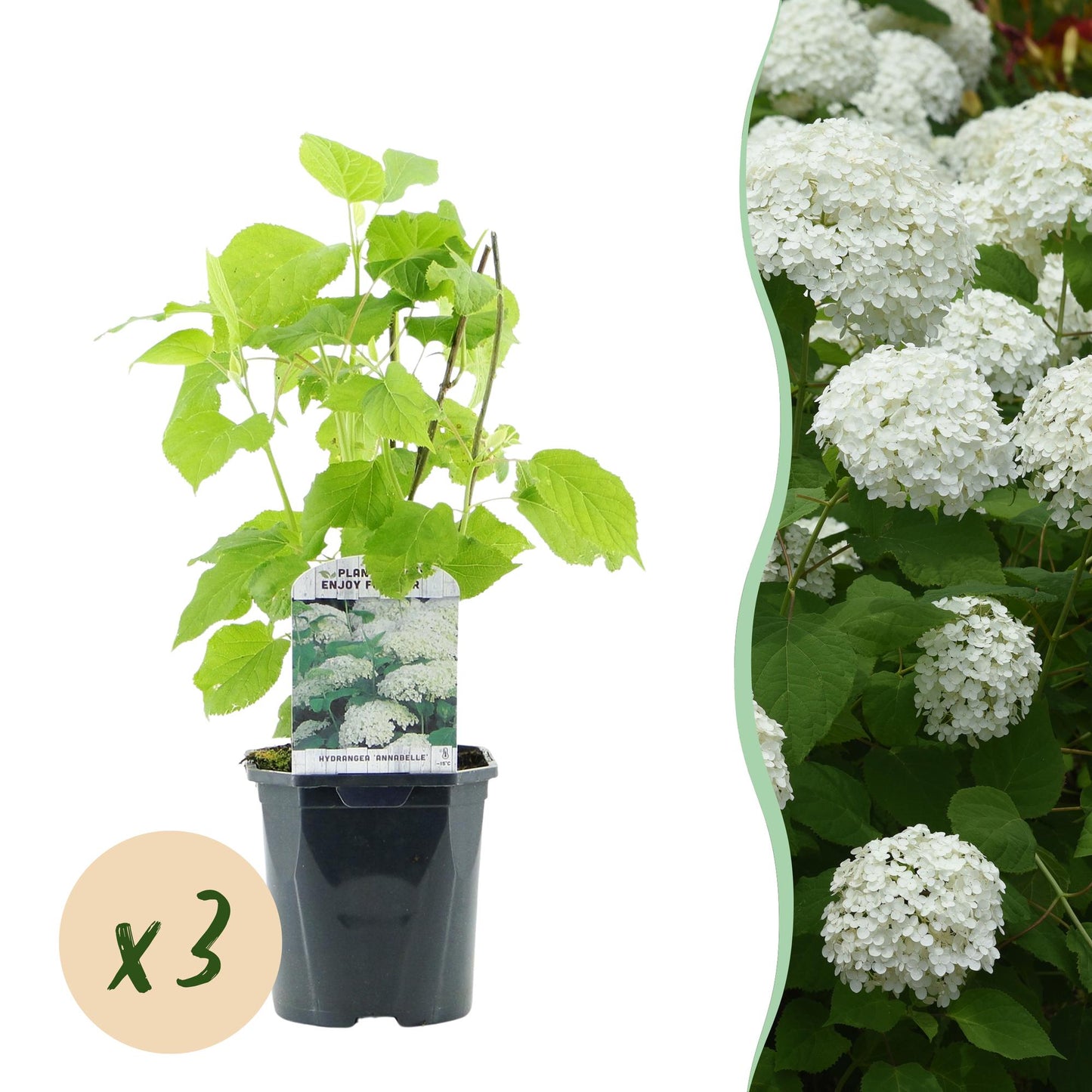 Hydrangea arborescens ‘Annabelle’ – Pluimhortensia | Set van 3 planten | Ø17 cm | ↕50 cm