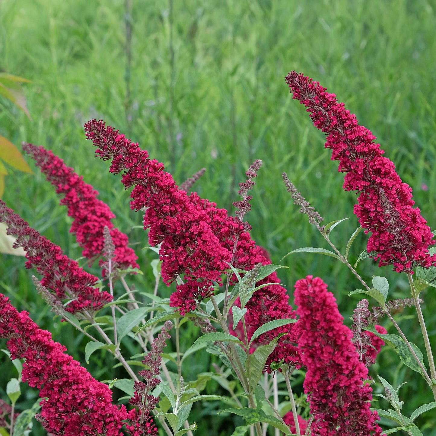 Buddleja davidii ‘Royal Red’ – Vlinderstruik | Ø17 cm | ↕25 cm