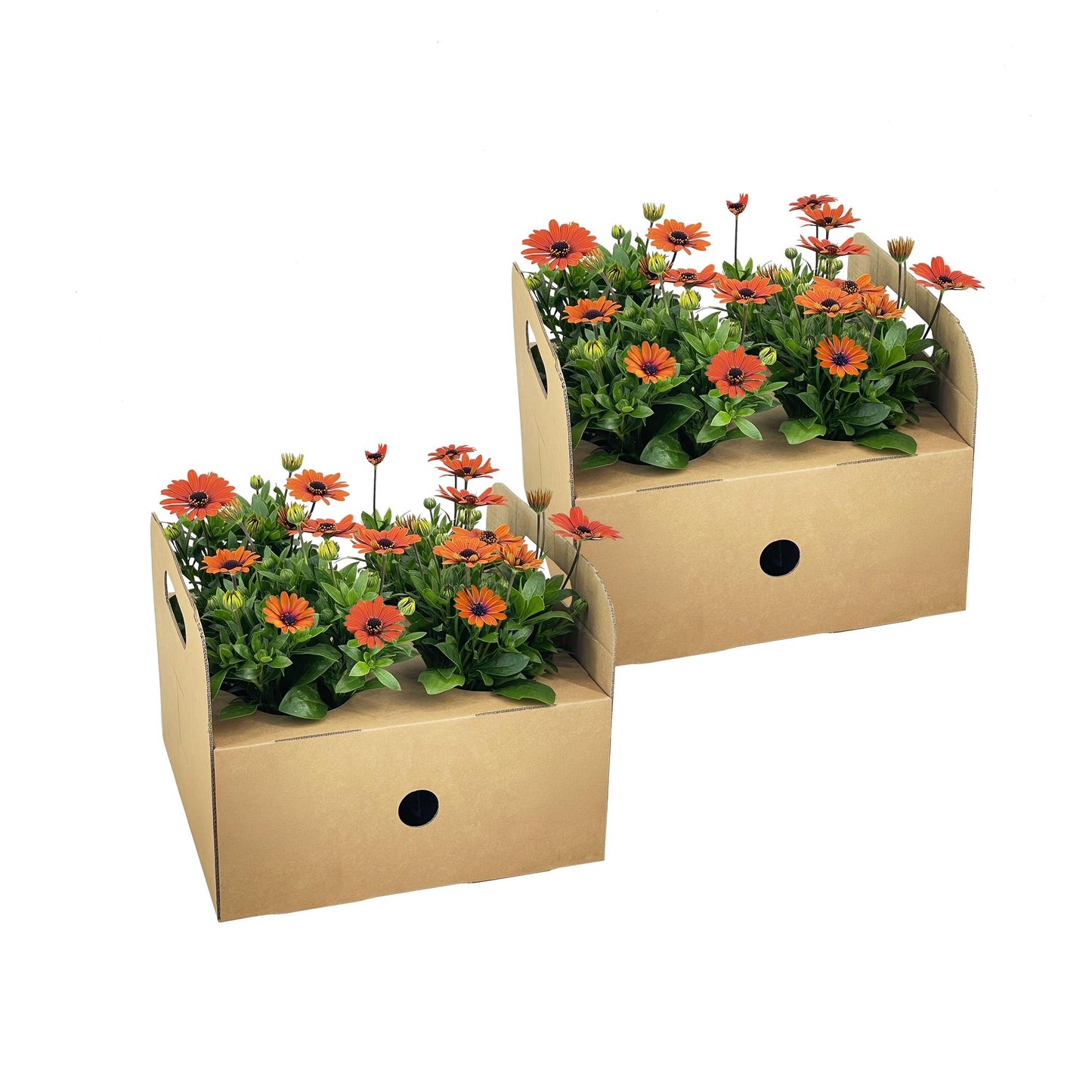 Osteospermum ecklonis ‘Gelb’ – Ø12 cm | ↕20 cm (Set van 8 planten)