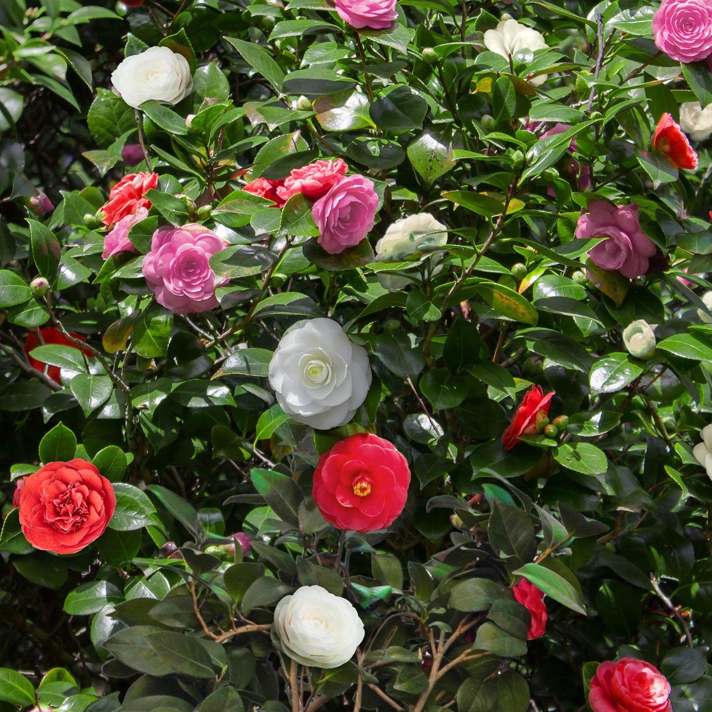 Camelia japonica ‘Tricolour’ – Heesters | Set van 3 planten | Ø15 cm | ↕30 cm | Voor ±1 m² | Groenblijvend