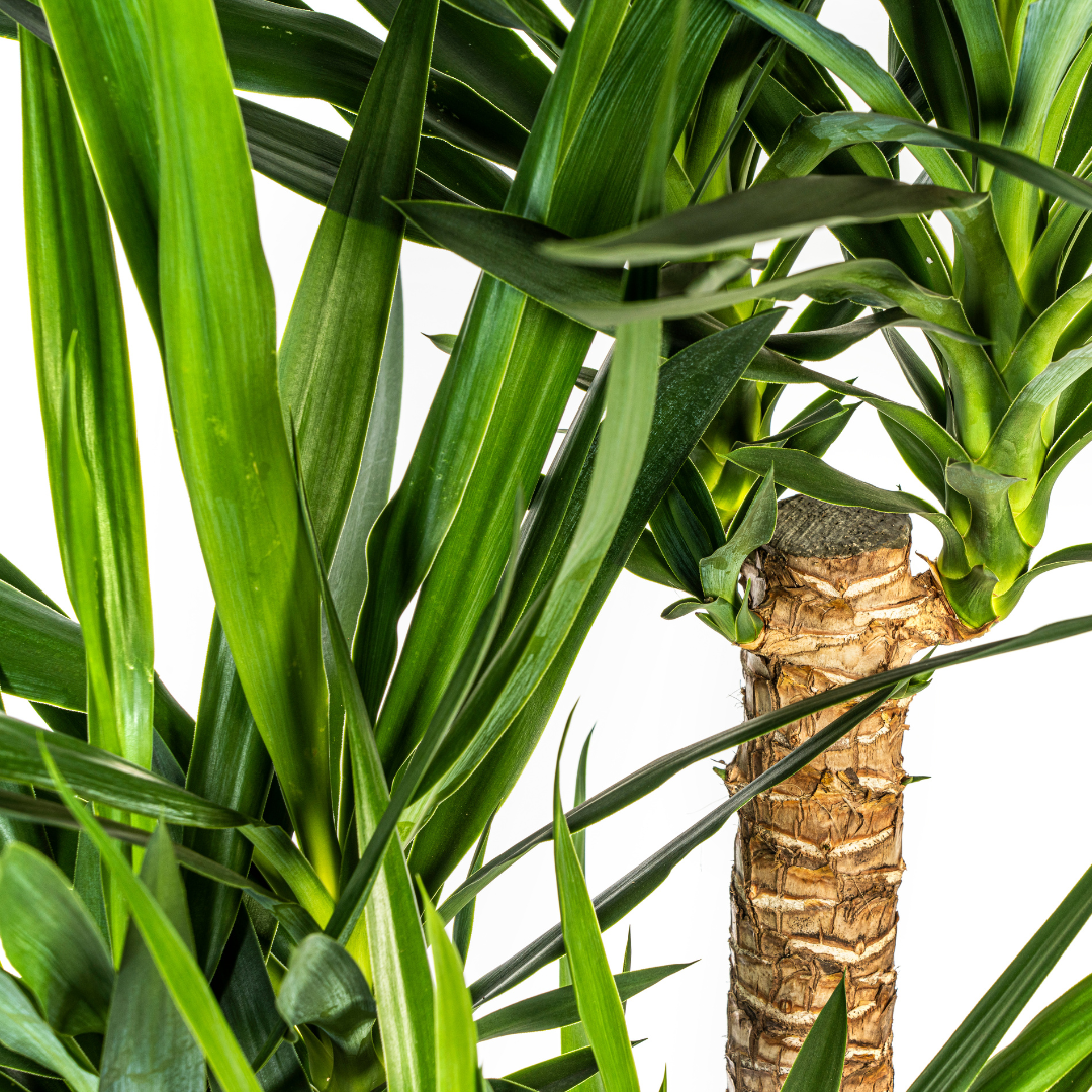 Yucca Elephantipes Vertakt Γ24cm - β80-100cm