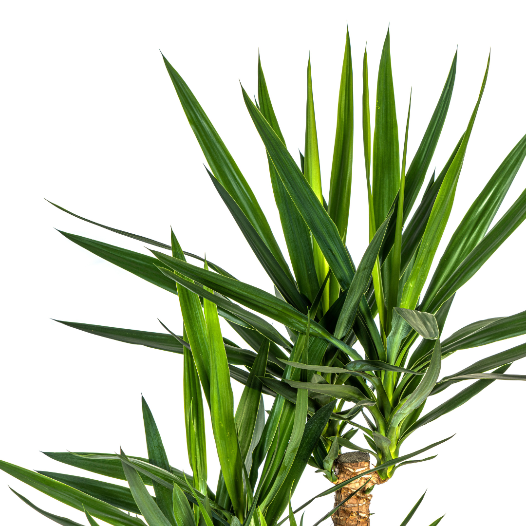 Yucca Elephantipes Vertakt Γ24cm - β80-100cm