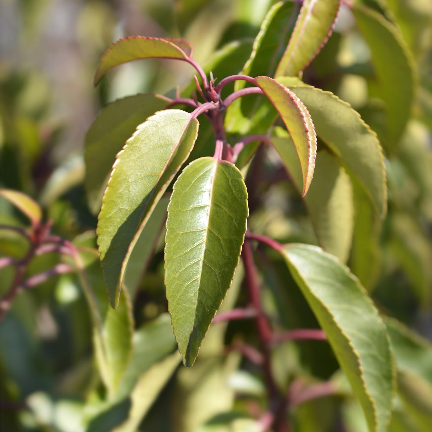 Prunus lusitanica ‘Angustifolia’ – Haagplant | Set van 6 planten | Ø17 cm | ↕50 cm | Voor ±1 meter haag | Groenblijvend