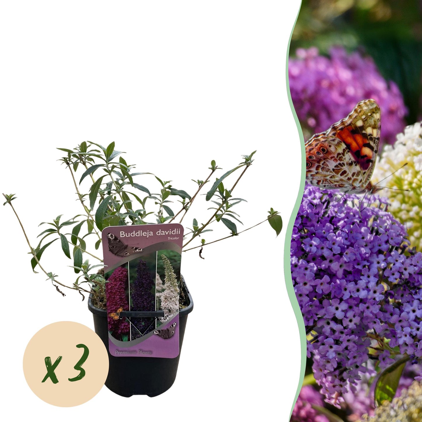 Buddleja davidii ‘Tricolour’ – Vlinderstruik | Set van 3 planten | Ø17 cm | ↕30 cm
