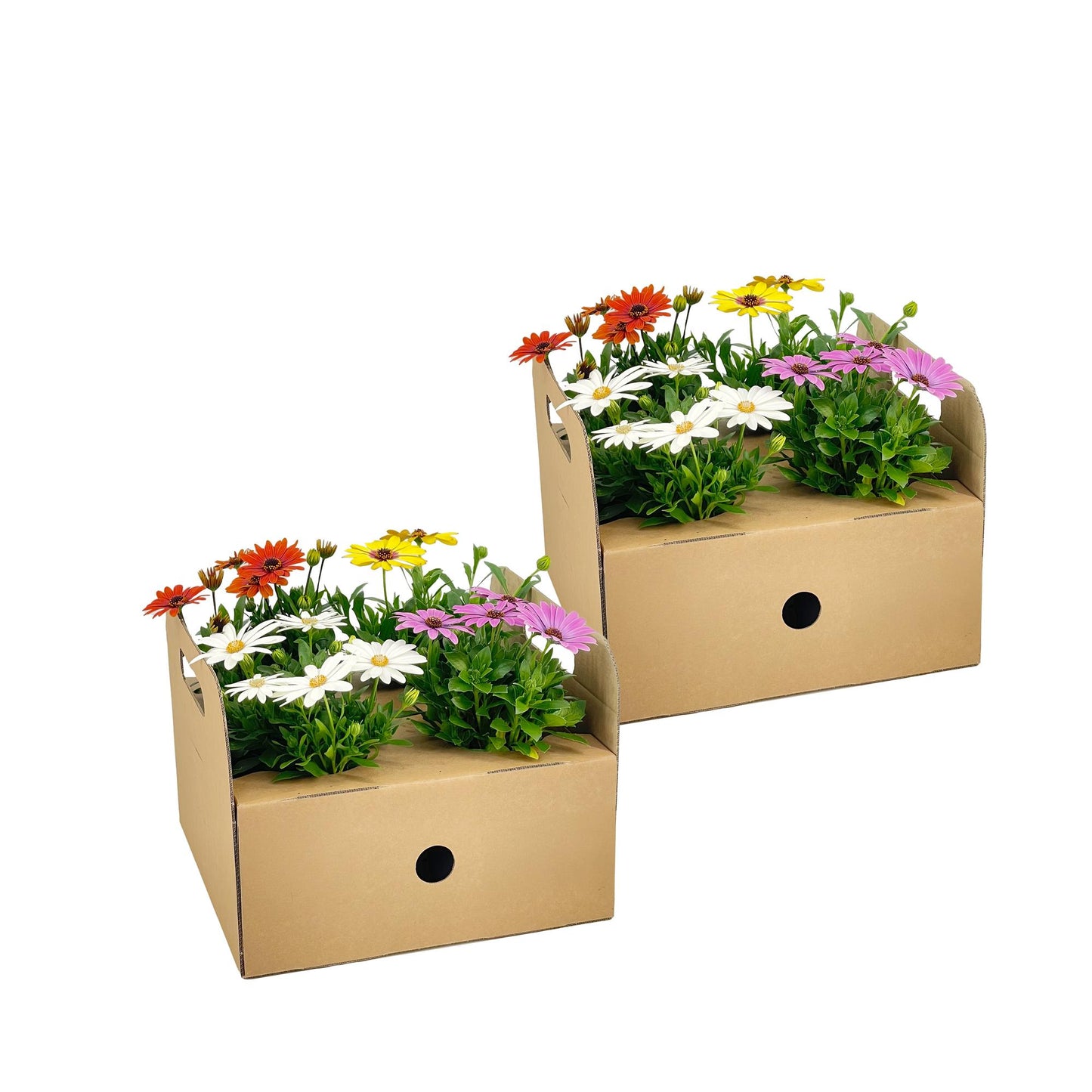 Osteospermum ecklonis ‘Gelb’ – Ø12 cm | ↕20 cm (Set van 8 planten)