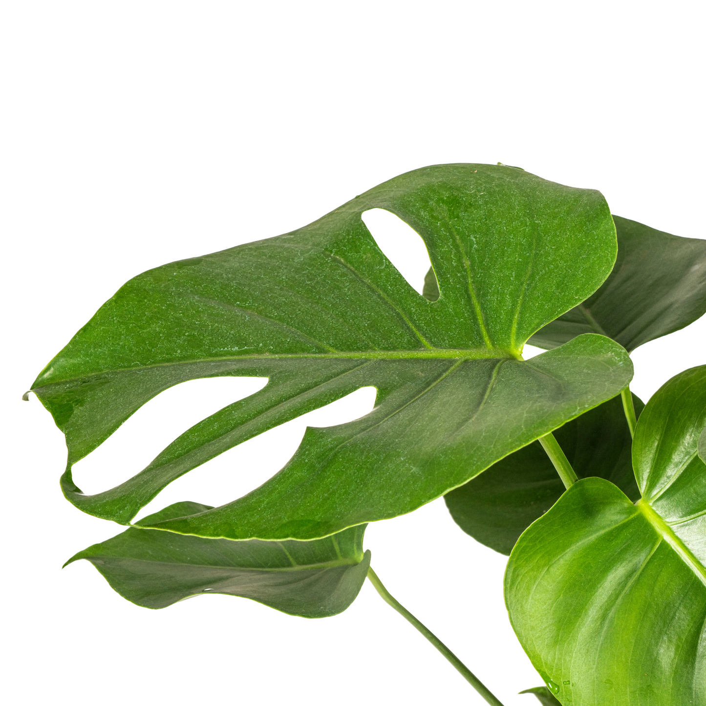 Monstera Deliciosa Tauerii Ø19cm - ↕70 - 90cm