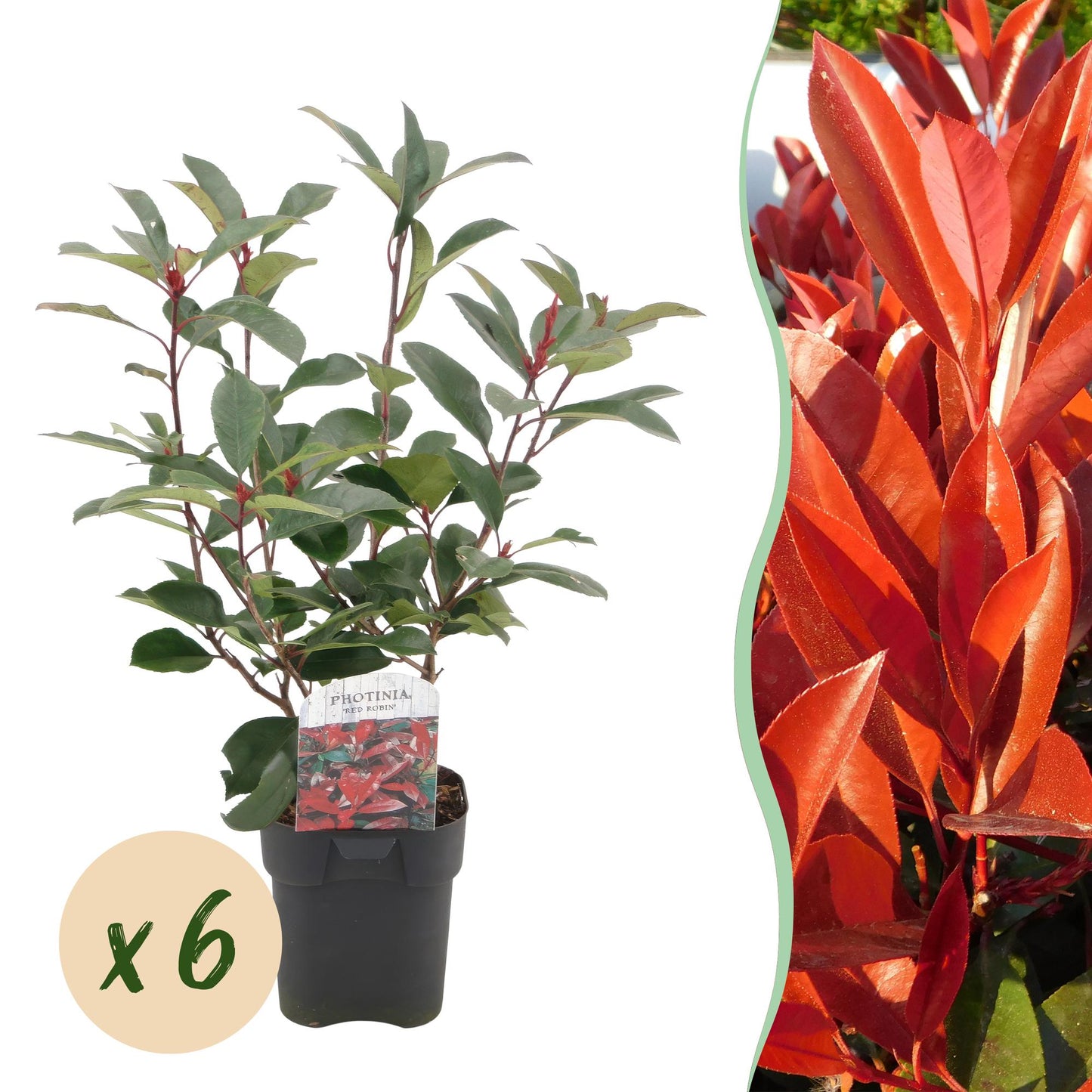 Photinia fraseri ‘Red Robin’ – Haagplant | Set van 6 planten | Ø17 cm | ↕55 cm | Voor 1 strekkende meter