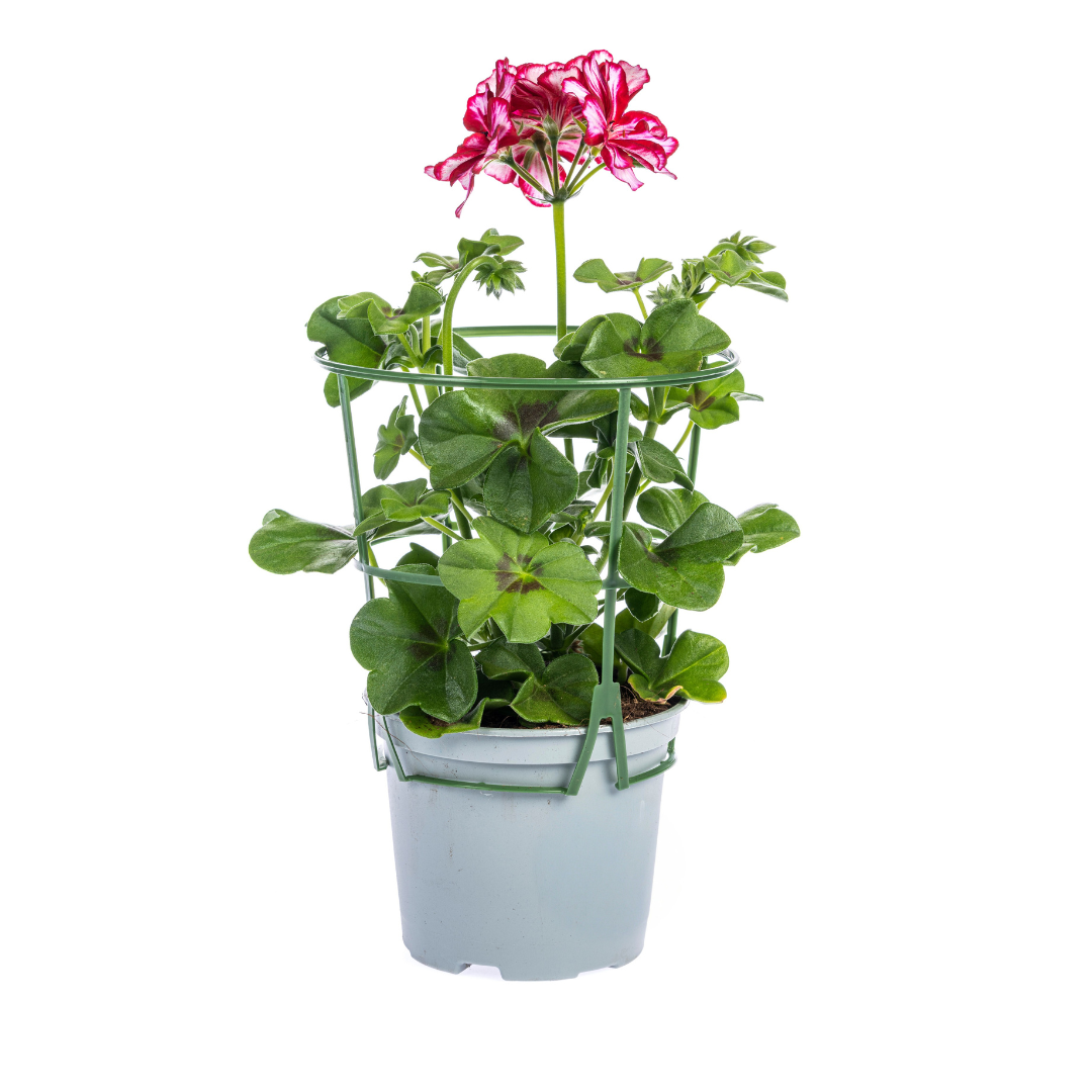 Pelargonium peltatum Mix Γ12 cm - β20 cm