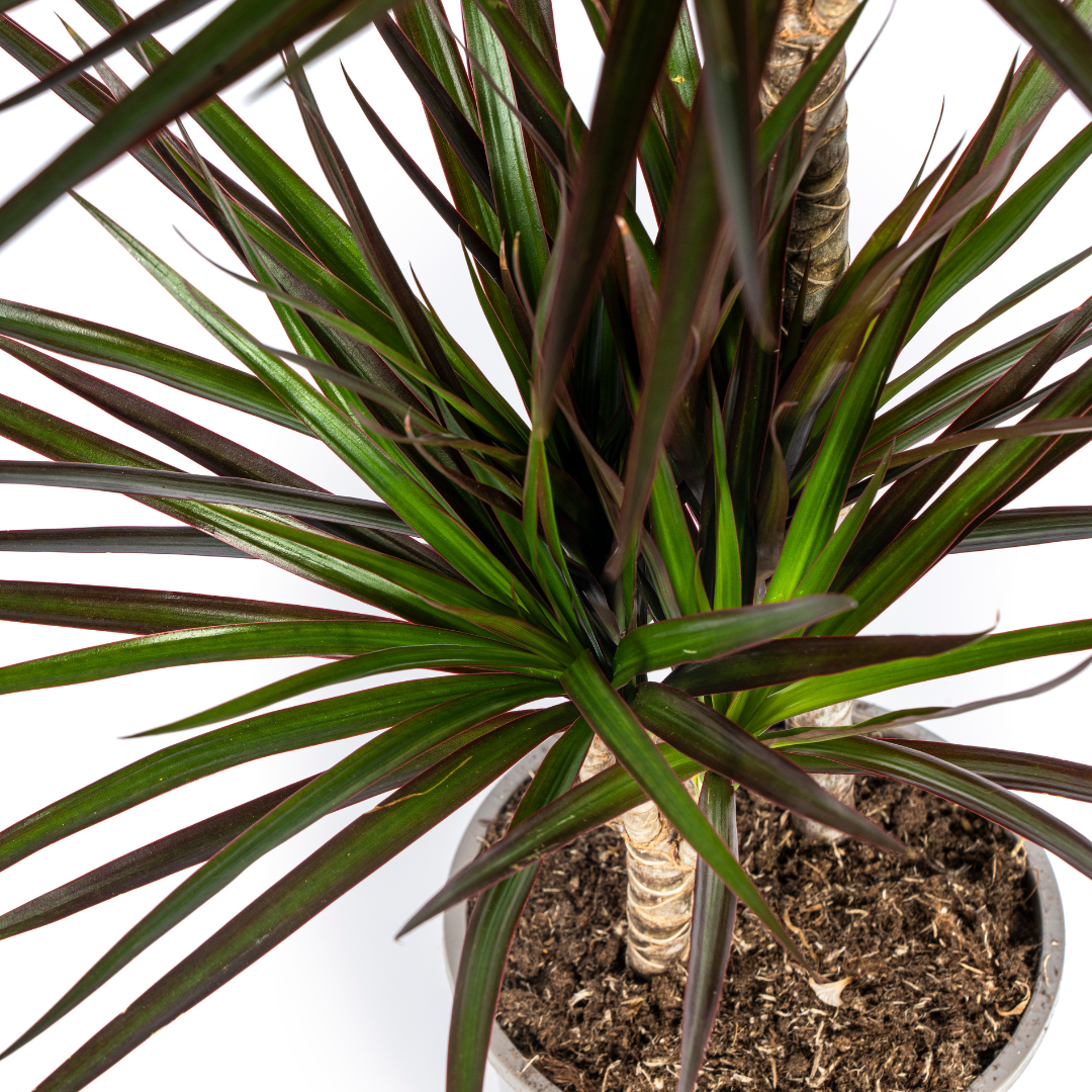 Dracaena Marginata Magenta Γ19cm - β70 - 90cm