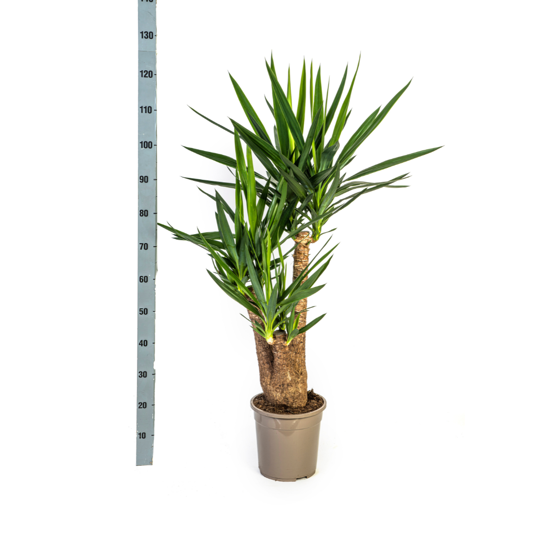 Yucca Elephantipes Vertakt Γ24cm - β80-100cm