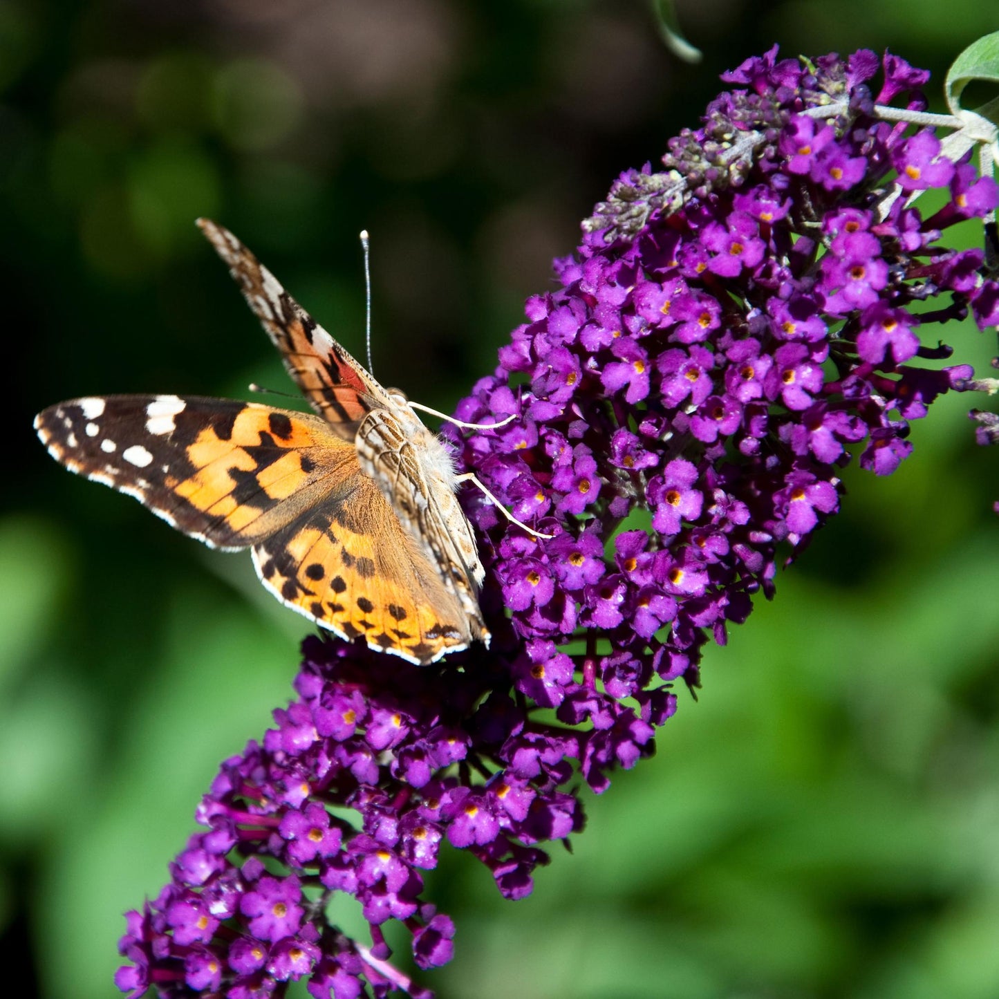 Buddleja davidii ‘Black Night’ – Vlinderstruik | 1 Plant | Ø17 cm | ↕25 cm
