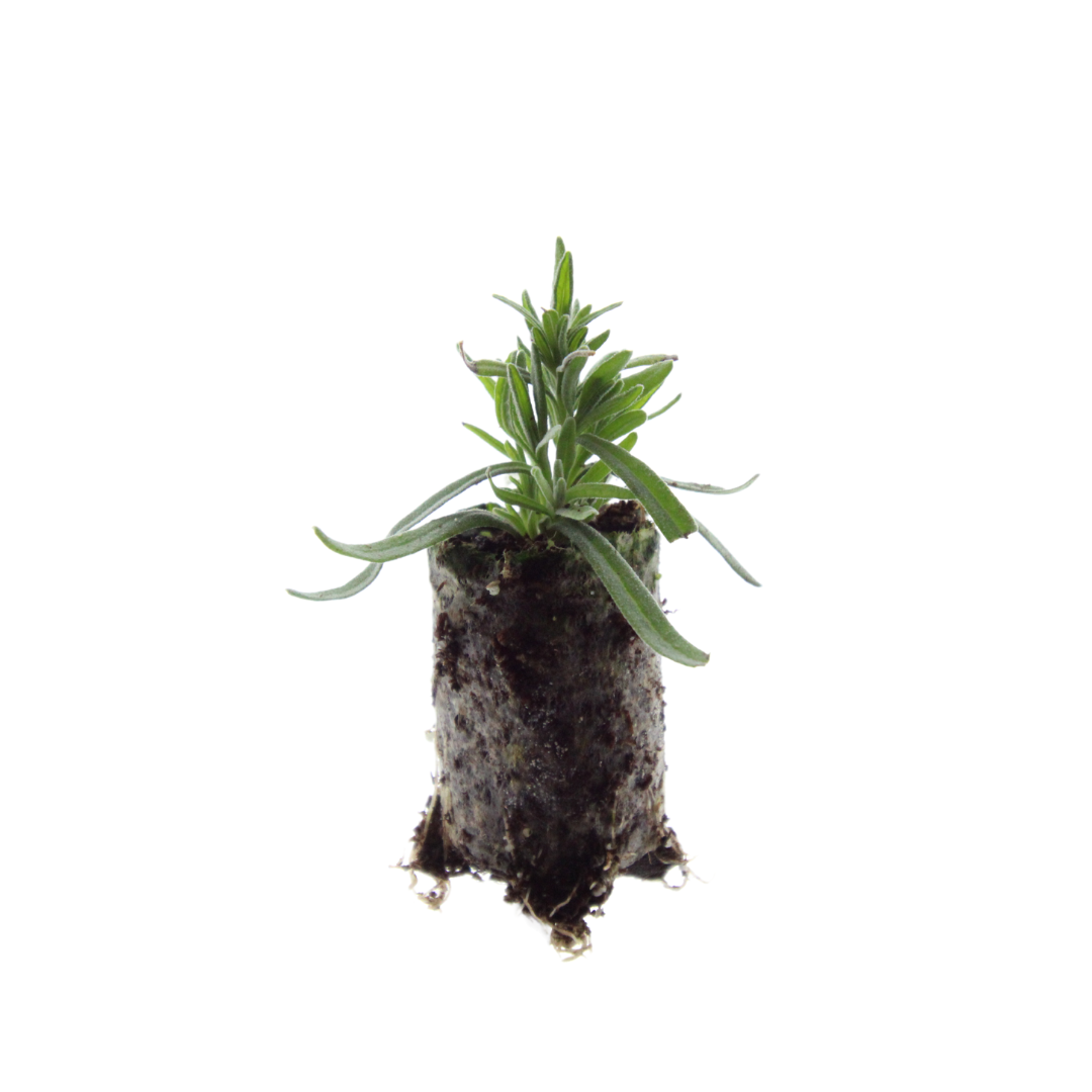 Lavandula 'Hidcote' – 6 Plugplanten | Kweek & Geniet van Prachtige Lavendel