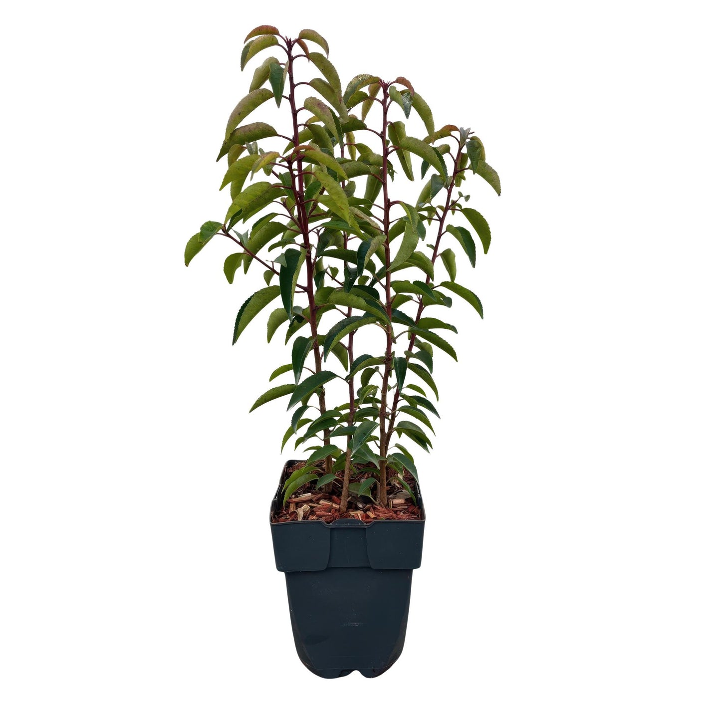 Prunus lusitanica ‘Angustifolia’ – Haagplant | Set van 6 planten | Ø17 cm | ↕50 cm | Voor ±1 meter haag | Groenblijvend