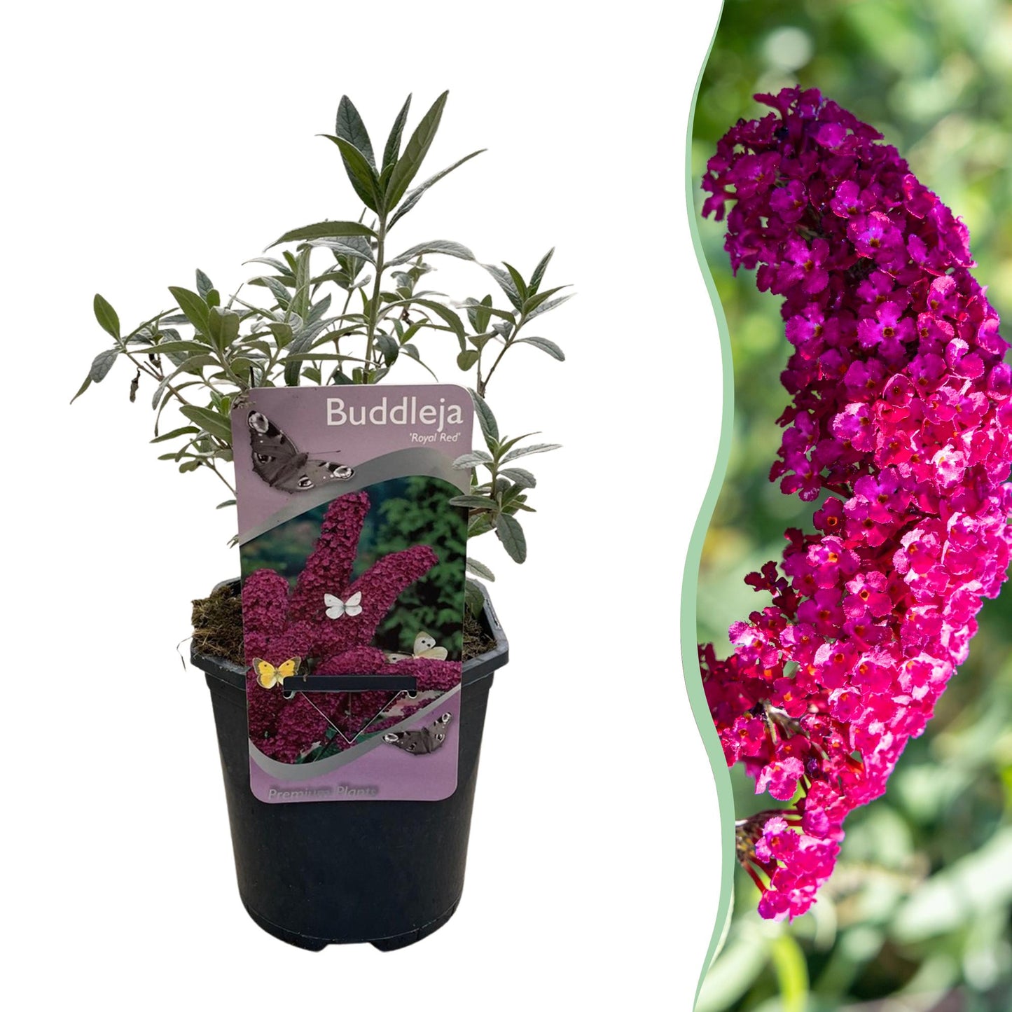 Buddleja davidii ‘Royal Red’ – Vlinderstruik | Ø17 cm | ↕25 cm