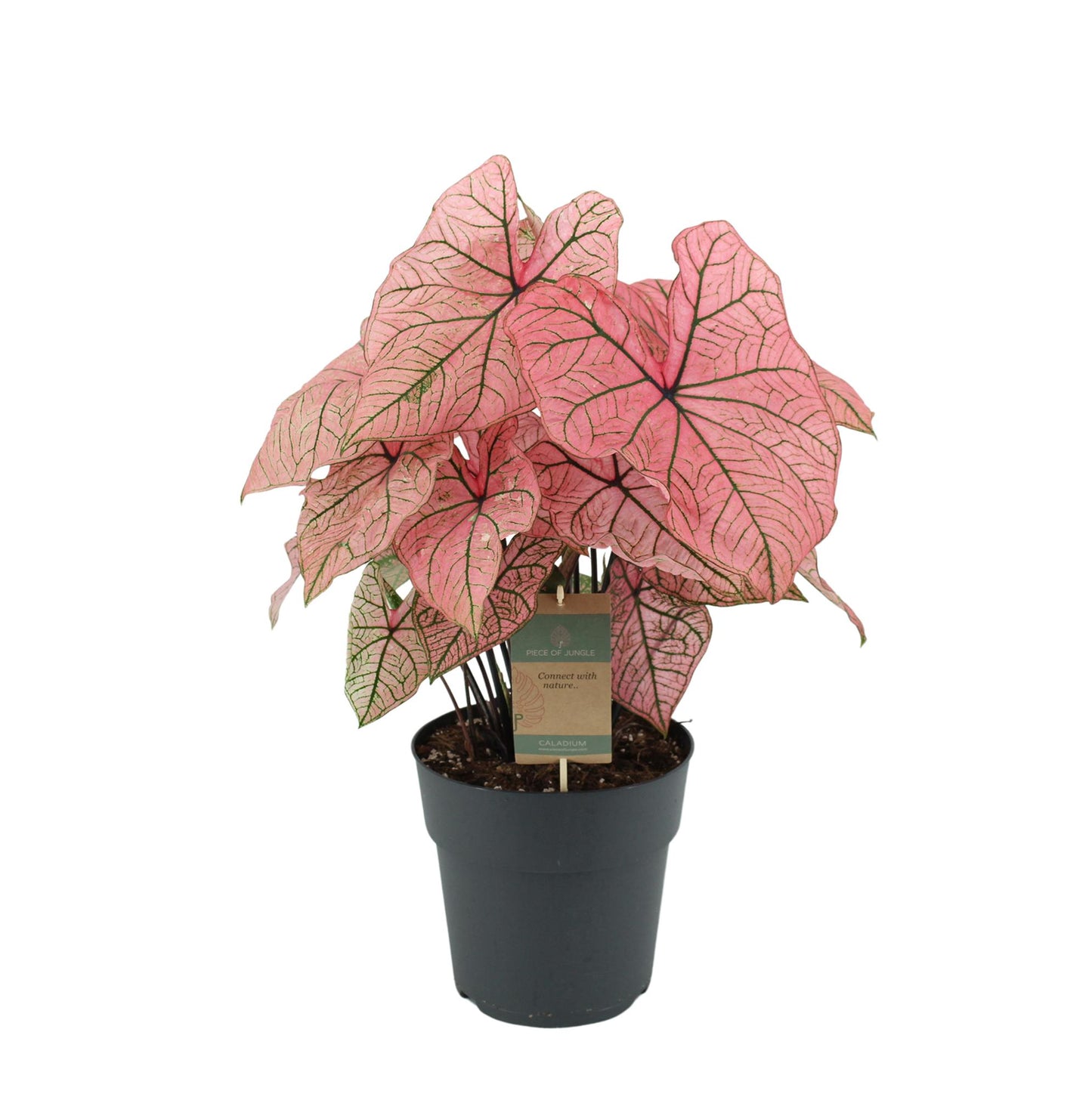 Caladium Carolyn Whorton - 60 cm - Ø21cm