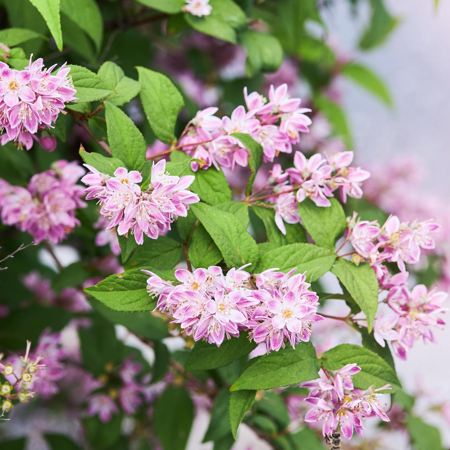 Deutzia hybrida ‘Strawberry Fields’ – Heester | 1 Plant | Ø17 cm | ↕45 cm | Bladverliezend