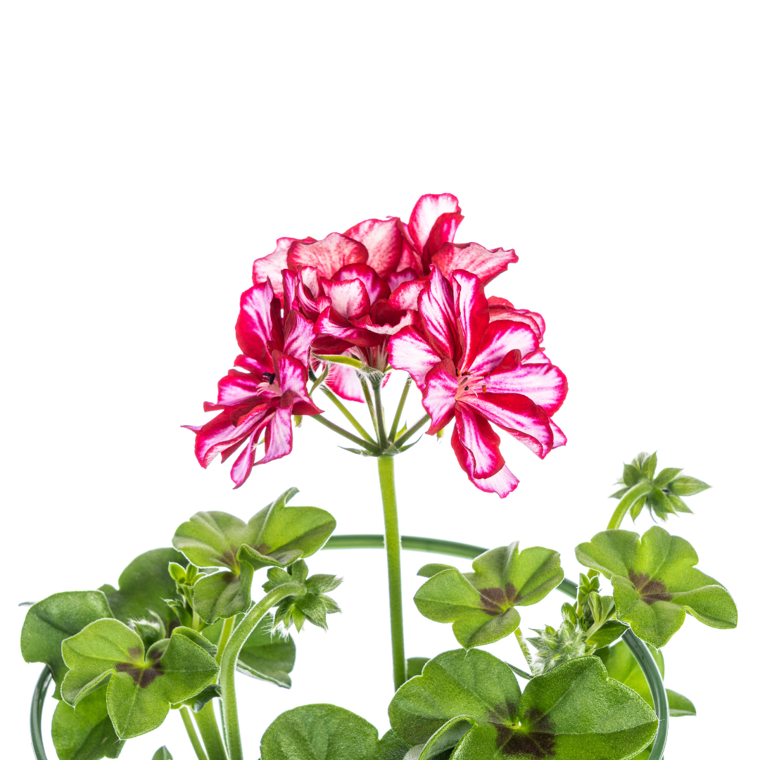 Pelargonium peltatum Mexica Ruby Γ12 cm - β20 cm