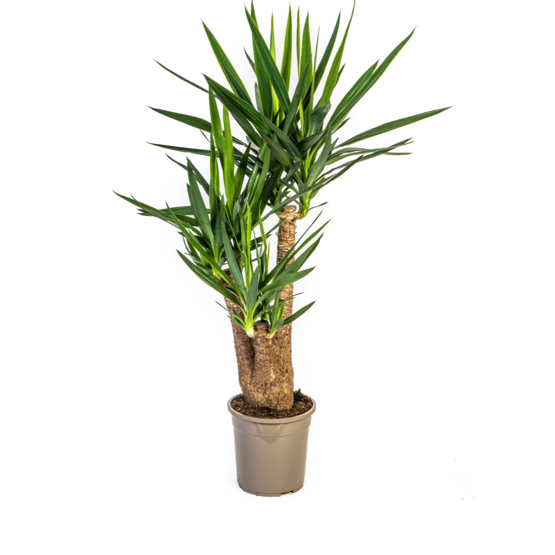Yucca Elephantipes Vertakt Γ24cm - β80-100cm