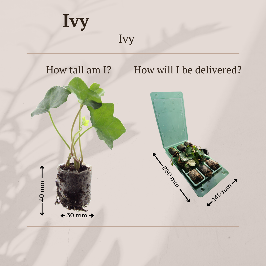 Hedera – 6 Plugplanten | Groeien & Geniet van Groene Bedekking