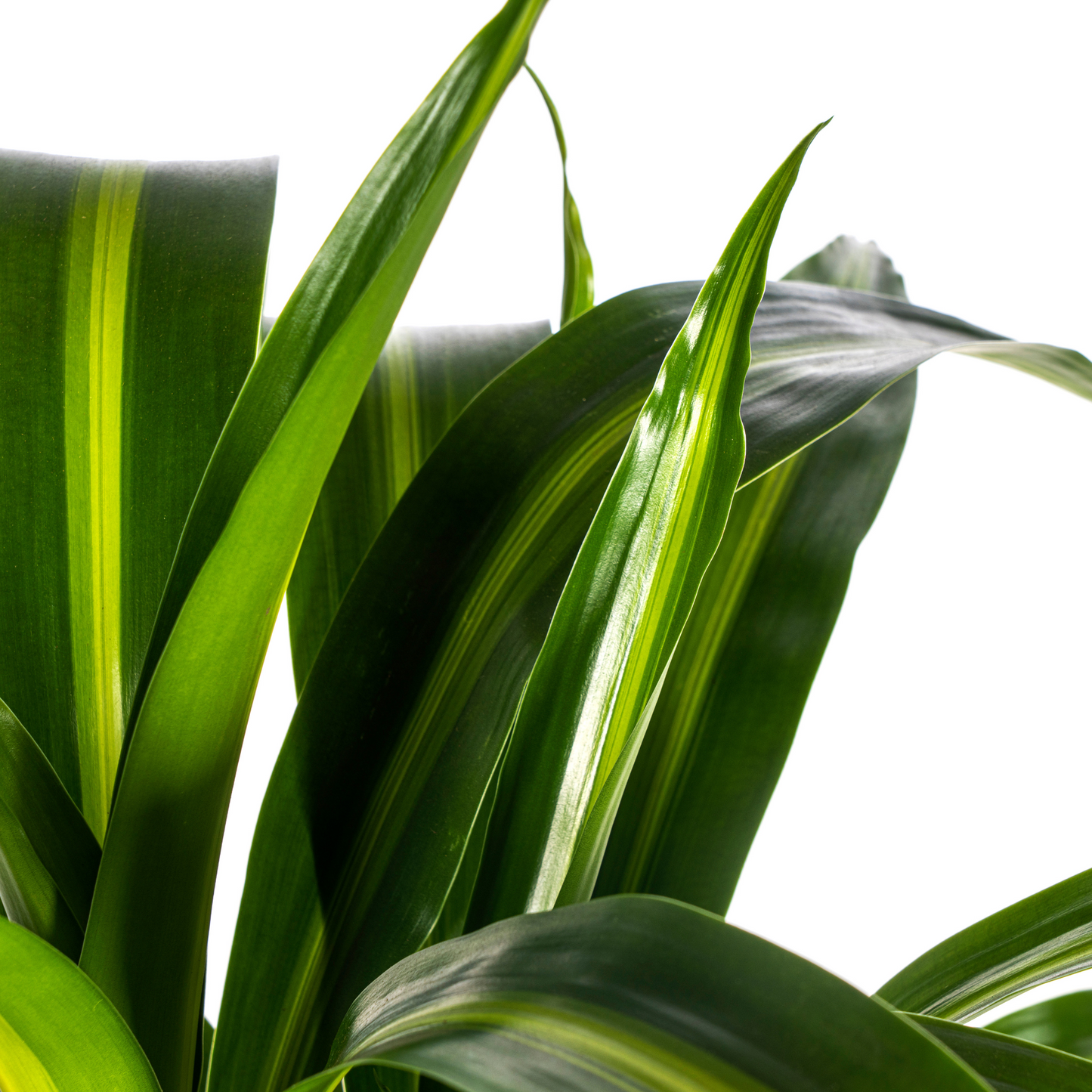 Dracaena Deremensis Hawaiian Sunshine Ø21cm - ↕90 - 110cm