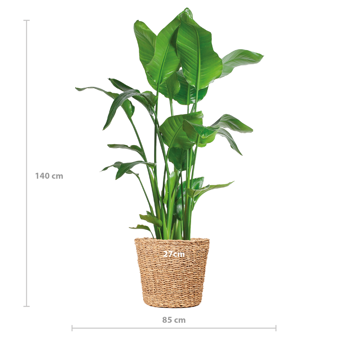 Strelitzia Nicolai XL met Torun mand - 140cm - Ø27