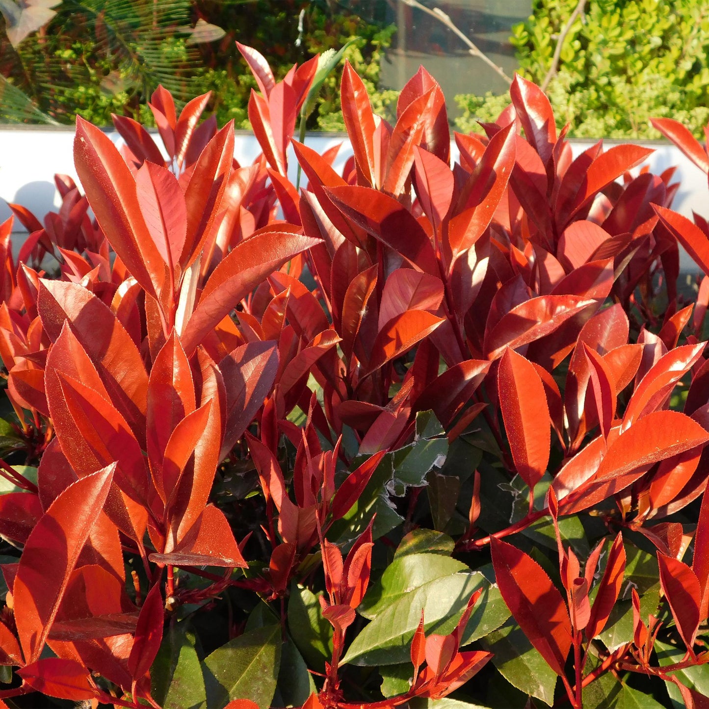 Photinia fraseri ‘Red Robin’ – Haagplant | Set van 6 planten | Ø17 cm | ↕55 cm | Voor 1 strekkende meter