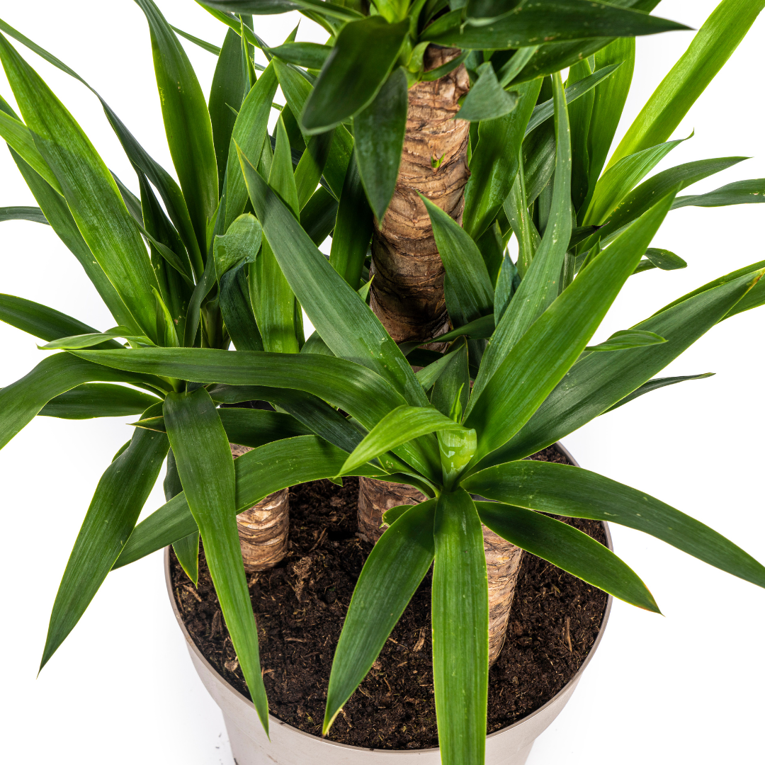 Yucca Elephantipes Γ30cm - β90 - 110cm