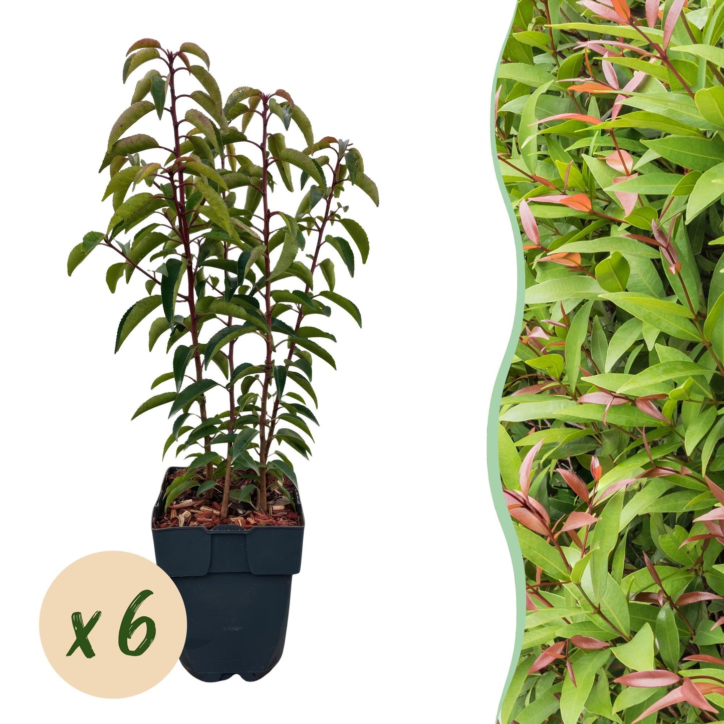 Prunus lusitanica ‘Angustifolia’ – Haagplant | Set van 6 planten | Ø17 cm | ↕50 cm | Voor ±1 meter haag | Groenblijvend