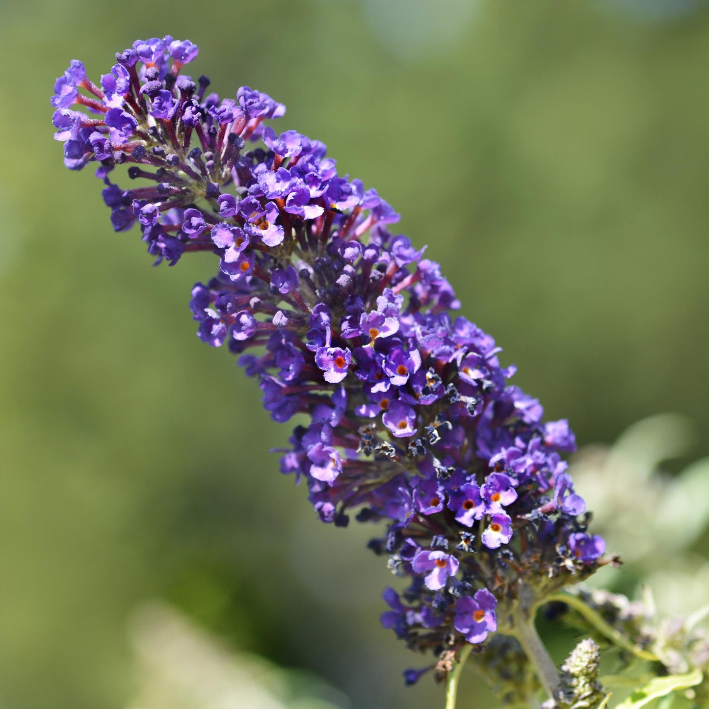 Buddleja davidii ‘Black Night’ – Vlinderstruik | 1 Plant | Ø17 cm | ↕25 cm