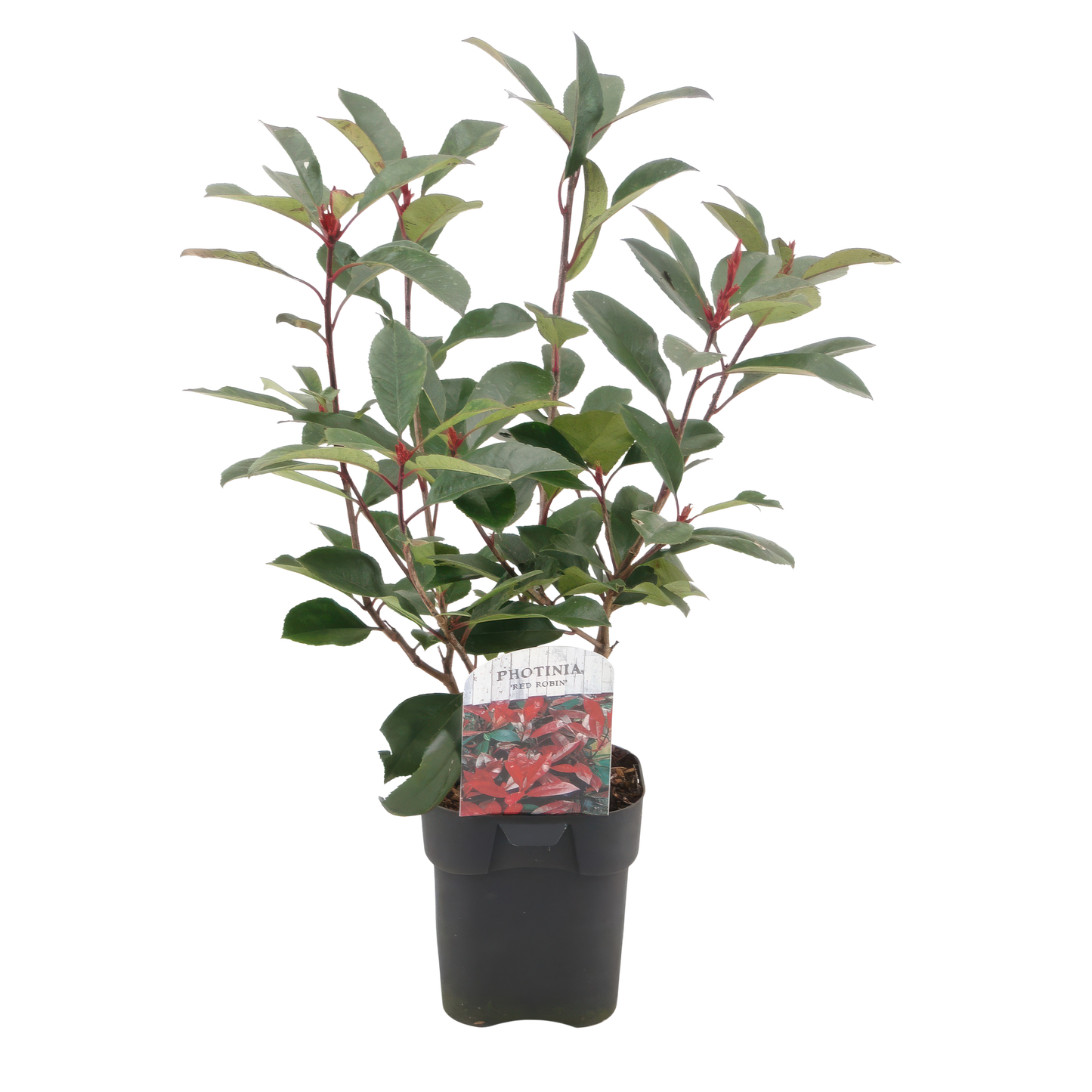 Photinia fraseri ‘Red Robin’ – Haagplant | Set van 6 planten | Ø17 cm | ↕55 cm | Voor 1 strekkende meter